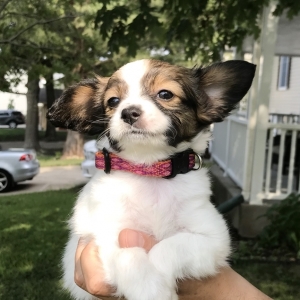 Stunning Papillon Puppies For Adoption Image eClassifieds4u