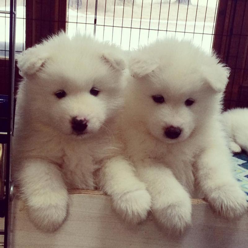 Sweet and adorable samoyed puppies ready for a loving home Image eClassifieds4u