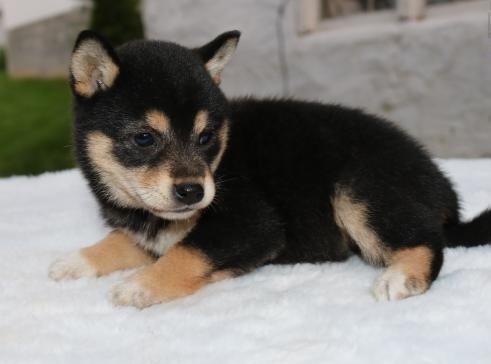 ╬╬╬ Marvelous ♥‿♥ Shiba Inu Puppies ♥‿♥ Ready For Re-Homing ╬╬╬ Image eClassifieds4u