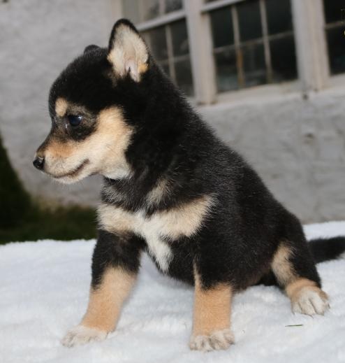 ╬╬╬ Marvelous ♥‿♥ Shiba Inu Puppies ♥‿♥ Ready For Re-Homing ╬╬╬ Image eClassifieds4u