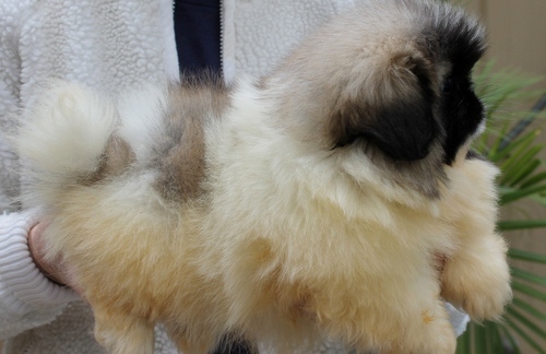 Pekingese Puppies For Sale Image eClassifieds4u