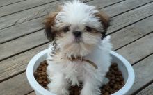 ✔ ✔Breathtaking ☮ Male ♥‿♥ Female ☮ Shih Tzu ☮ Puppies For Adoption✔ ✔