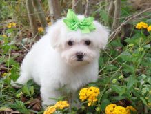 Maltese Puppies For Sale