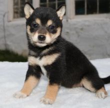 ╬╬╬ Marvelous ♥‿♥ Shiba Inu Puppies ♥‿♥ Ready For Re-Homing ╬╬╬