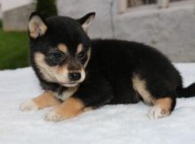 ╬╬╬ Marvelous ♥‿♥ Shiba Inu Puppies ♥‿♥ Ready For Re-Homing ╬╬╬