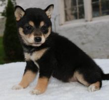 ╬╬╬ Marvelous ♥‿♥ Shiba Inu Puppies ♥‿♥ Ready For Re-Homing ╬╬╬