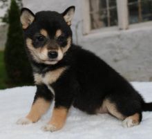 ╬╬╬ Marvelous ♥‿♥ Shiba Inu Puppies ♥‿♥ Ready For Re-Homing ╬╬╬