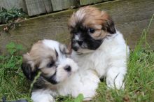 Healthy CKC Male/Female Shih Tzu Puppies For Adoption