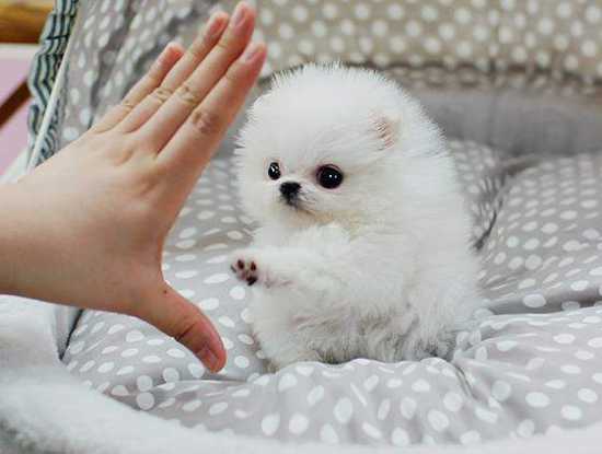 Adorable CKC Pomeranian Puppies Now Ready For Adoption Image eClassifieds4u