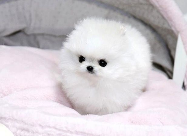 Adorable CKC Pomeranian Puppies Now Ready For Adoption Image eClassifieds4u