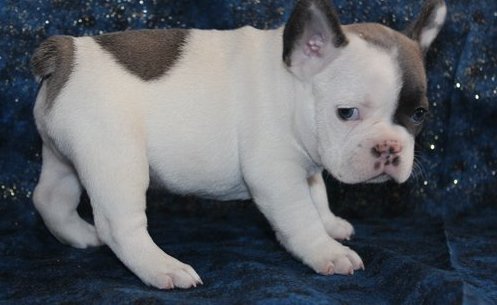 French Bulldog Puppies Image eClassifieds4u