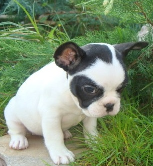 French Bulldog Puppies Image eClassifieds4u