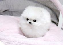 Awesome 11 weeks old Pomeranian puppies for Adoption Image eClassifieds4U