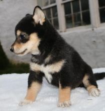 ╬╬╬ Marvelous ♥‿♥ Shiba Inu Puppies ♥‿♥ Ready For Re-Homing ╬╬╬ Image eClassifieds4u 2