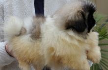 Pekingese Puppies For Sale Image eClassifieds4u 2