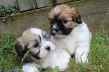 Healthy CKC Male/Female Shih Tzu Puppies For Adoption Image eClassifieds4U