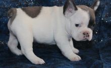 French Bulldog Puppies Image eClassifieds4u 1