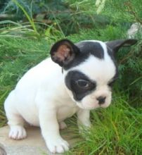 French Bulldog Puppies Image eClassifieds4u 2