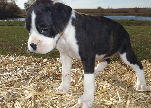 Boxer Puppies For Sale Image eClassifieds4u