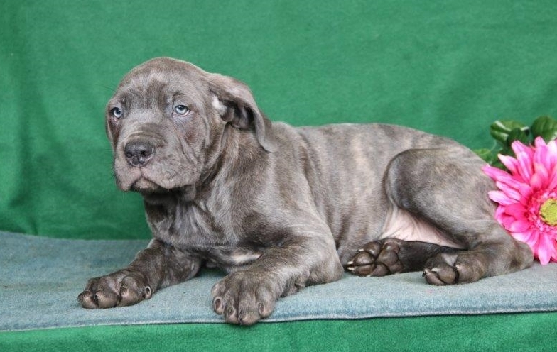 Cane Corso Puppies For Sale Image eClassifieds4u