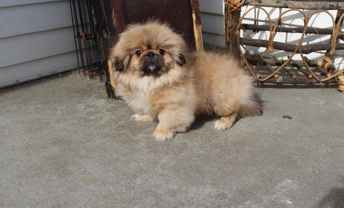 Pekingese Puppies For Sale Image eClassifieds4u