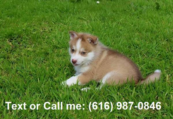 pomsky Puppies text ... 616-987-0846 Image eClassifieds4u