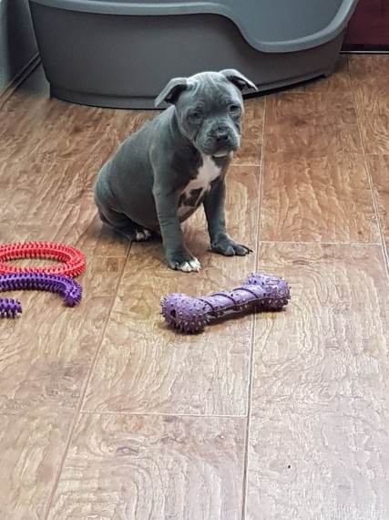 Staffordshire Bull Terrier Puppies For Sale Image eClassifieds4u