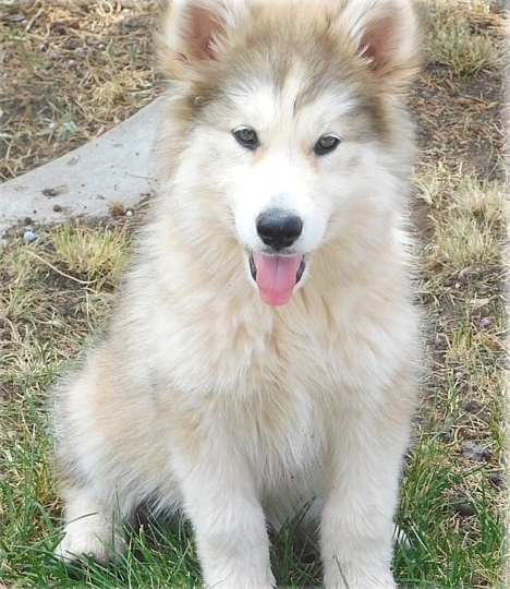 Wolf Hybrid Puppies For Sale Image eClassifieds4u