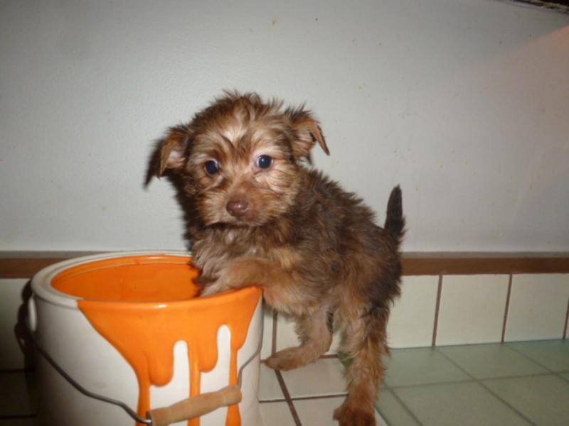 Yorkie Puppies For Sale Image eClassifieds4u