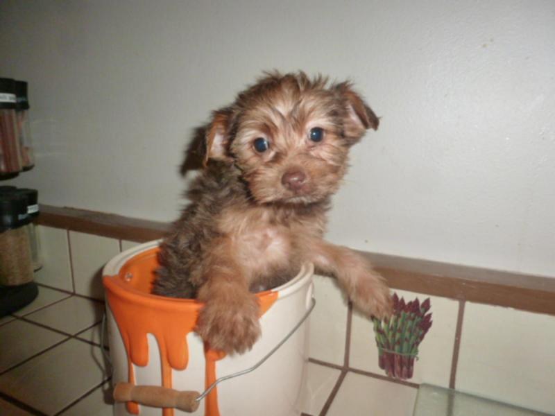 Yorkie Puppies For Sale Image eClassifieds4u