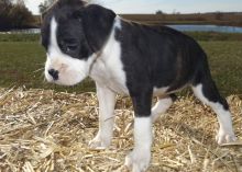 Boxer Puppies For Sale