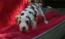 Great Dane Puppies For Sale