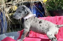 Great Dane Puppies For Sale