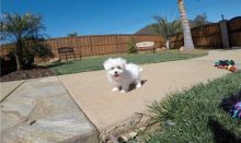 Maltese Puppies For Sale