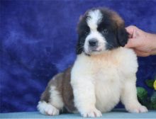 Saint Bernard Puppies For Sale