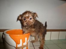 Yorkie Puppies For Sale