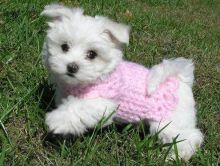 Adorable outstanding Maltese puppies