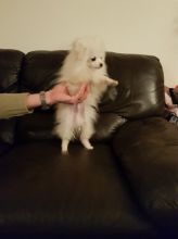 Adorable pomeranian puppies
