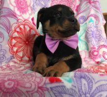 adorable Rottweiler Puppies For Sale