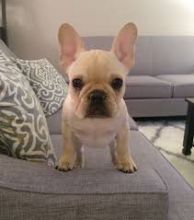 AKC quality French Bulldog Puppy for free adoption!!!