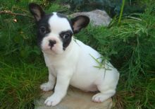 French Bulldog Puppies For Sale