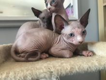 Registered sphynx kitten For Re-Homing