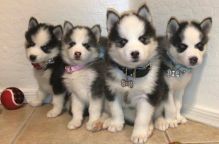 Super Adorable Teacup pomsky Puppies text ... 616-987-0846