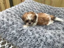 We have 2 cute of AKC registered male and female Shih Tzu Puppies