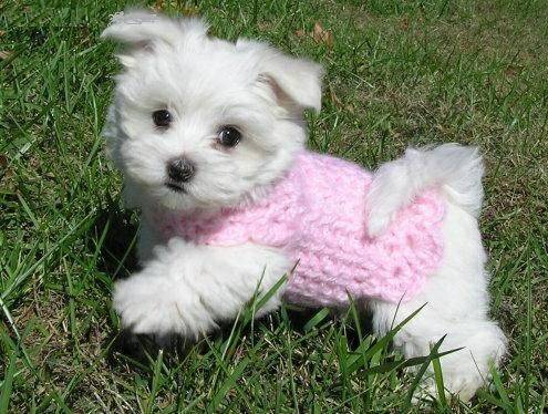 Adorable outstanding Maltese puppies Image eClassifieds4u