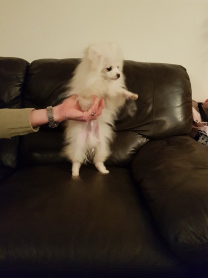 Adorable pomeranian puppies Image eClassifieds4u