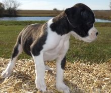Boxer Puppies For Sale Image eClassifieds4u 1