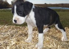 Boxer Puppies For Sale Image eClassifieds4u 2