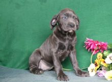 Cane Corso Puppies For Sale Image eClassifieds4u 1