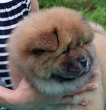 Chow chow Puppies For Sale Image eClassifieds4u 2